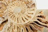 Daisy Flower Ammonite (Choffaticeras) - Madagascar #191238-6